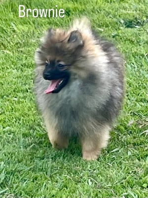 Les chiots de Spitz allemand