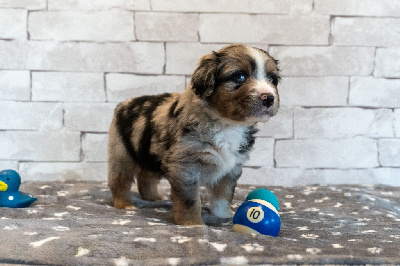 Les chiots de Berger Américain Miniature 