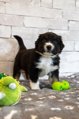 Les chiots de Berger Américain Miniature