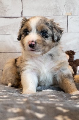 Les chiots de Berger Américain Miniature 