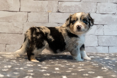 Les chiots de Berger Américain Miniature 