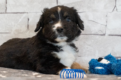 Les chiots de Berger Américain Miniature 