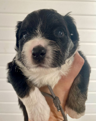 Les chiots de Berger Américain Miniature