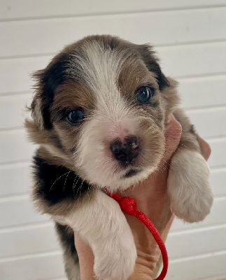 Les chiots de Berger Américain Miniature