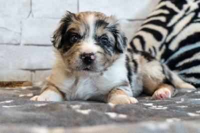 Les chiots de Berger Américain Miniature 