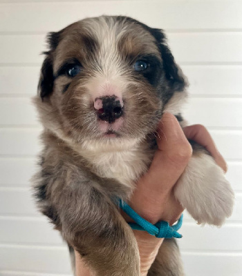 Les chiots de Berger Américain Miniature