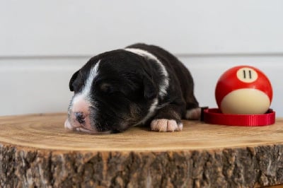 Les chiots de Berger Américain Miniature