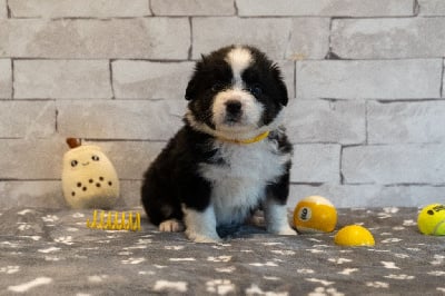 Les chiots de Berger Américain Miniature 