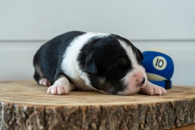 Les chiots de Berger Américain Miniature