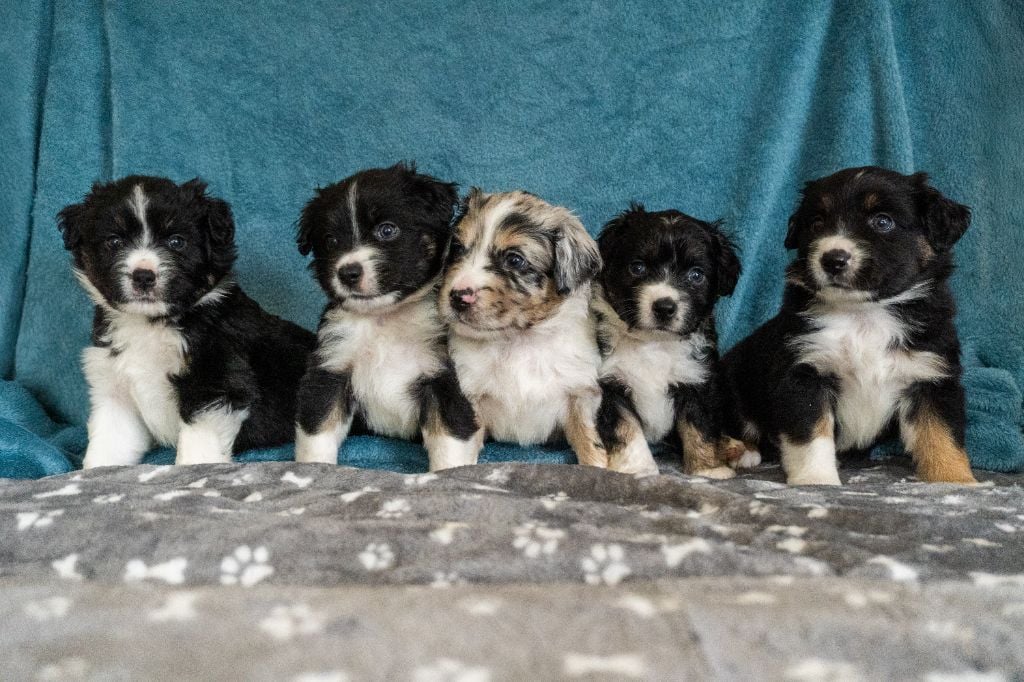 Berger Américain Miniature  - Des Seigneurs De Morlanne