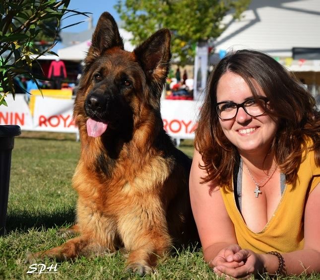 Accueil Elevage Von Mae Loba Eleveur De Chiens Berger Allemand Poil Long