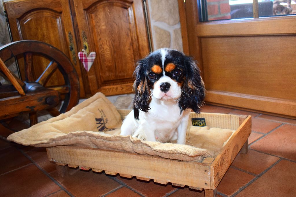 Publication : Des Cavaliers Des Bruyeres