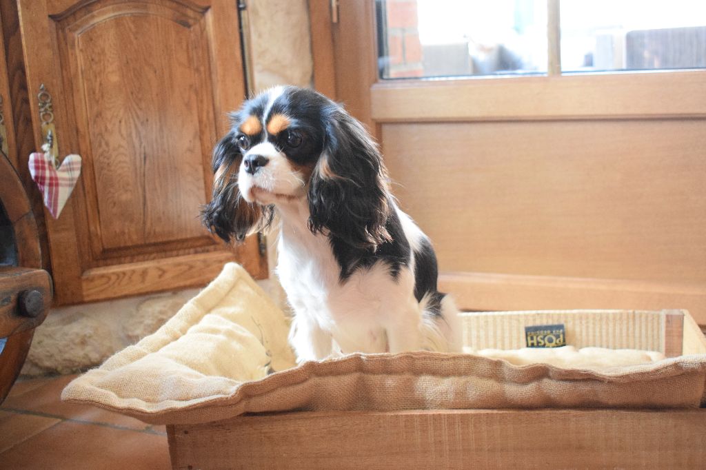 Publication : Des Cavaliers Des Bruyeres