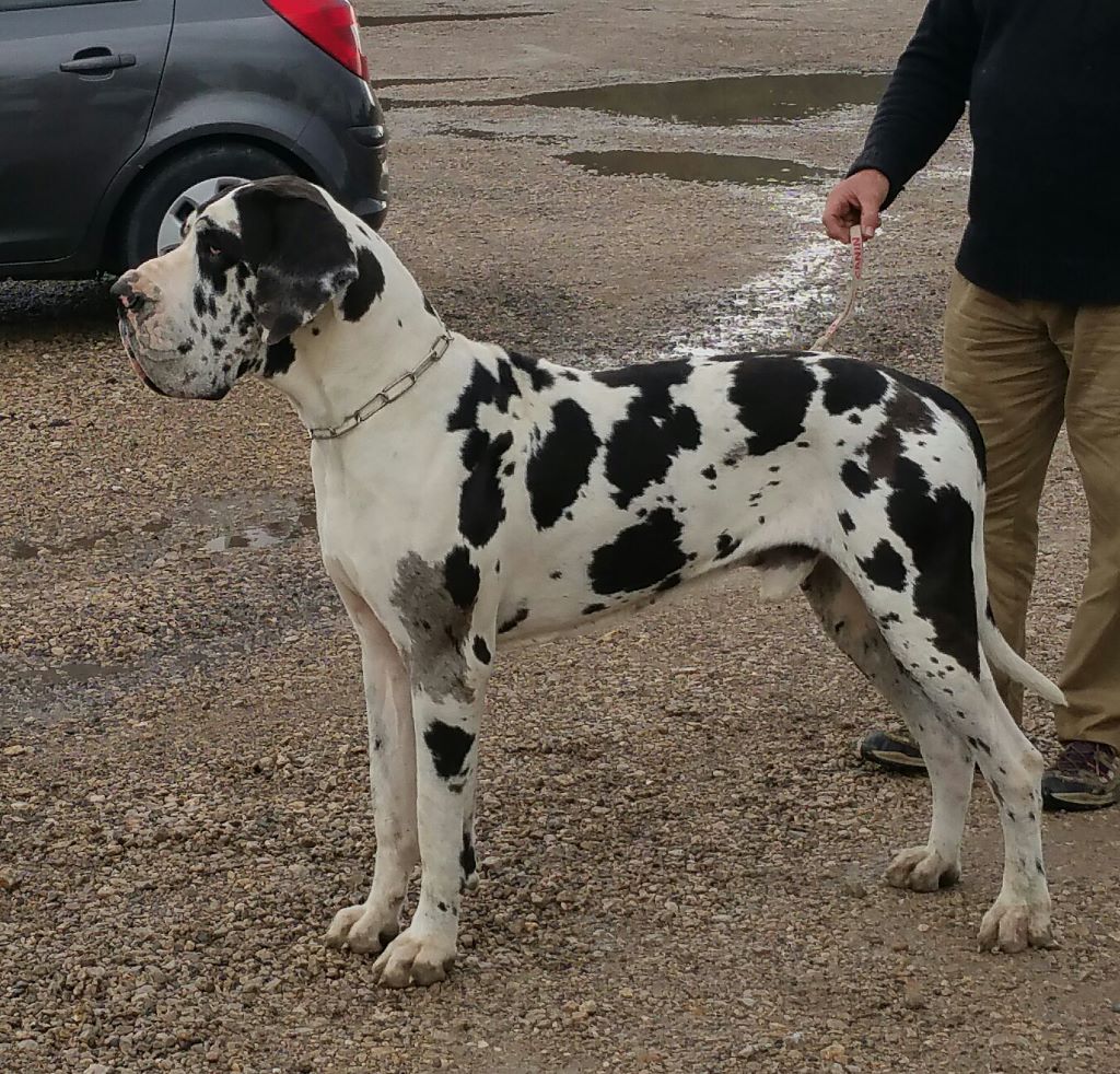 Publication : du mourre d'agnies