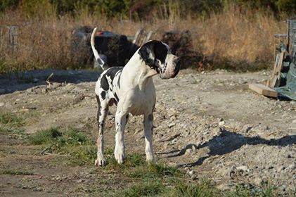 Publication : du mourre d'agnies