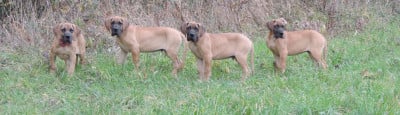 Les chiots de Dogue allemand