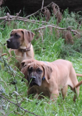 Les chiots de Dogue allemand