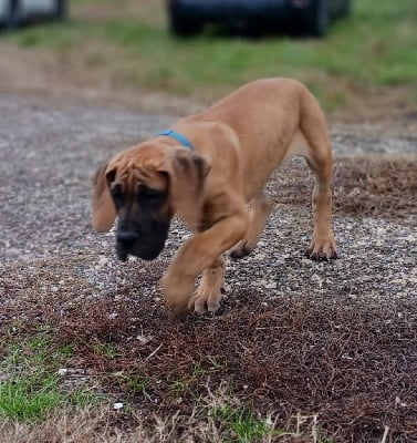 Les chiots de Dogue allemand
