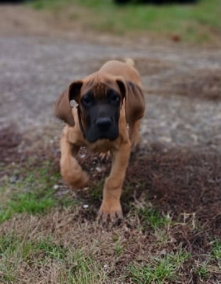 Les chiots de Dogue allemand