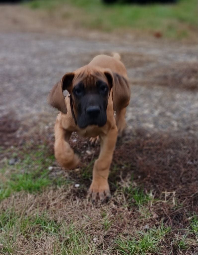 CHIOT 1 - Dogue allemand