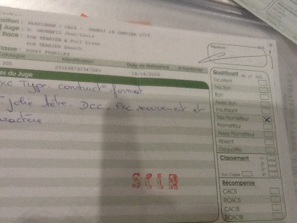 Del Monte Magdala Luna love good - Puppy Tres prometteur