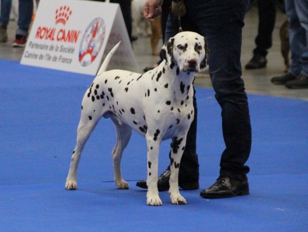 CH. Zewinneriz Harry potter - CACS CACIB