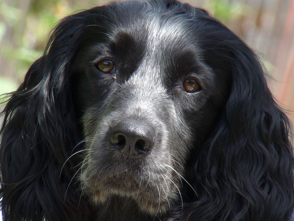 Accueil Elevage Des Remises d'Olt eleveur de chiens Epagneul bleu