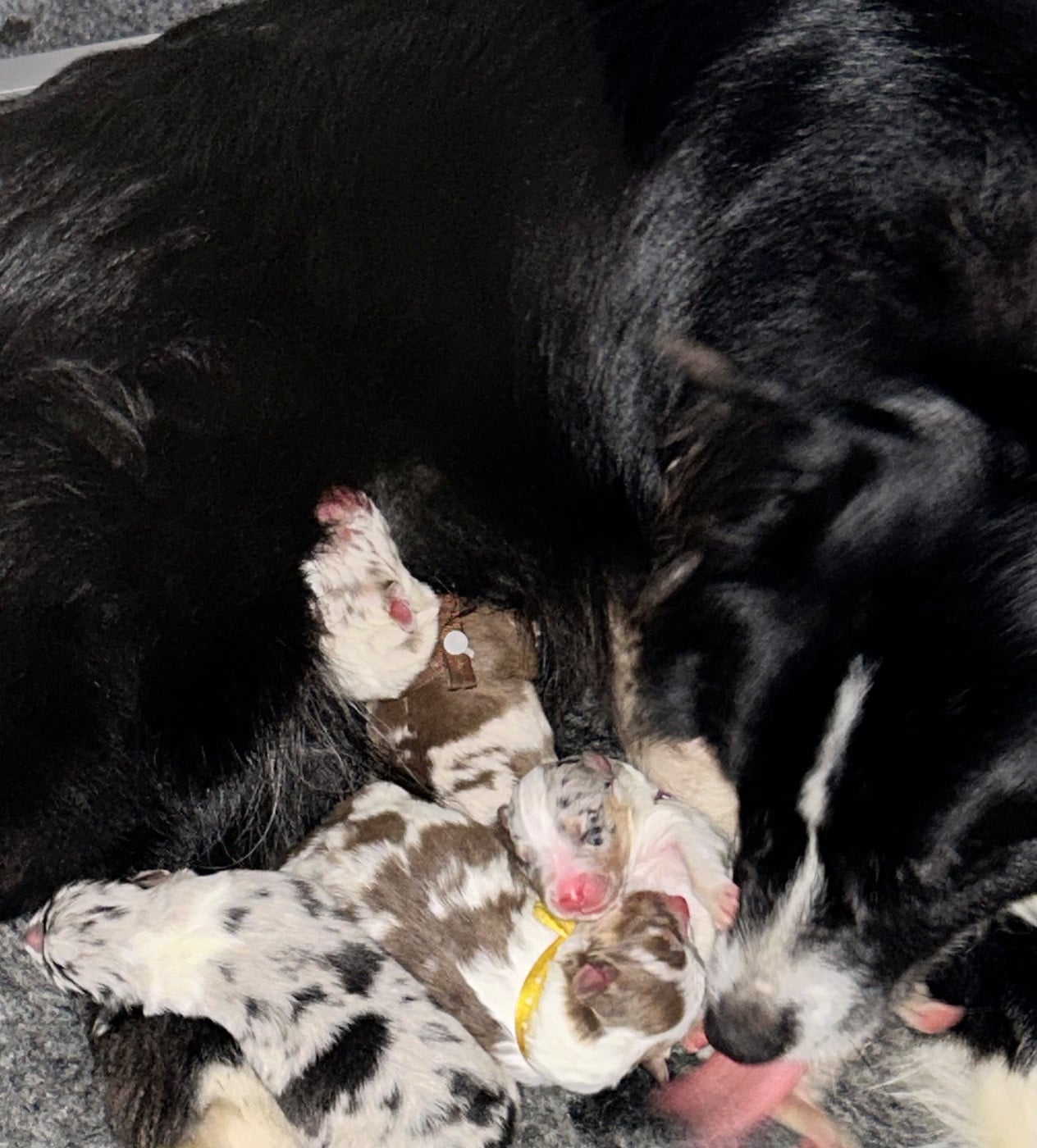 Berger Australien - Des Joyaux De Luna