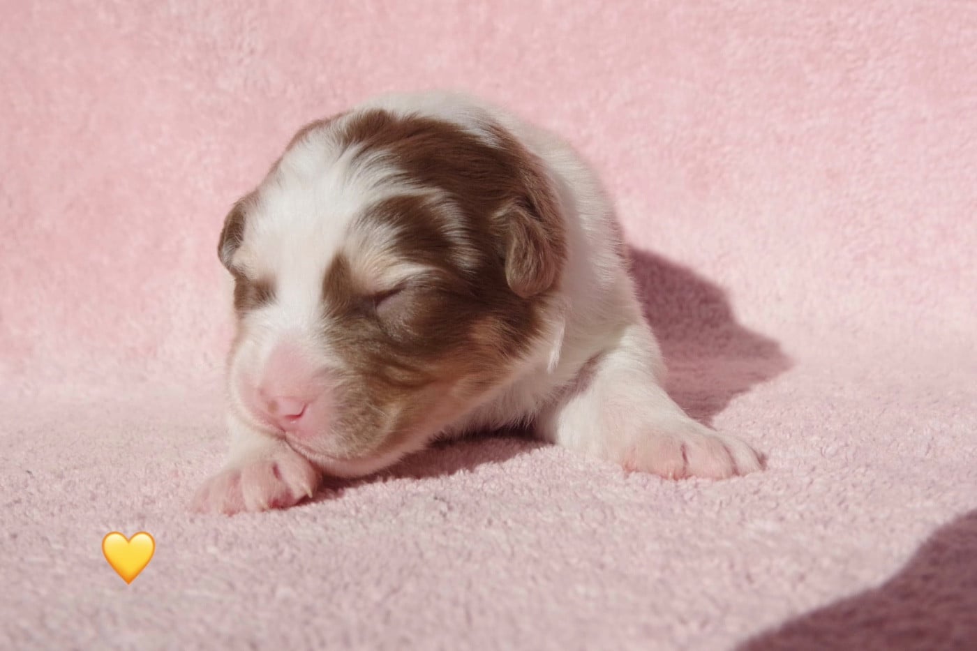 Ad vitam aeternam « jaune »