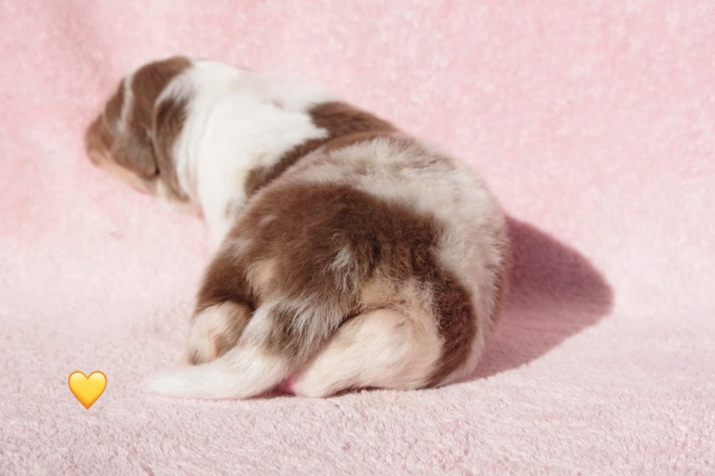 Ad vitam aeternam « jaune »