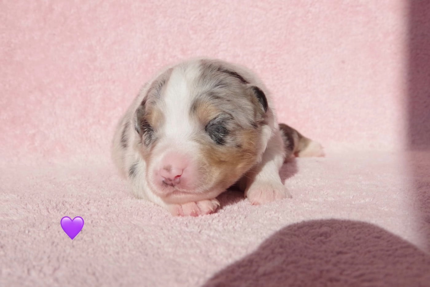 Ad vitam aeternam Athéna