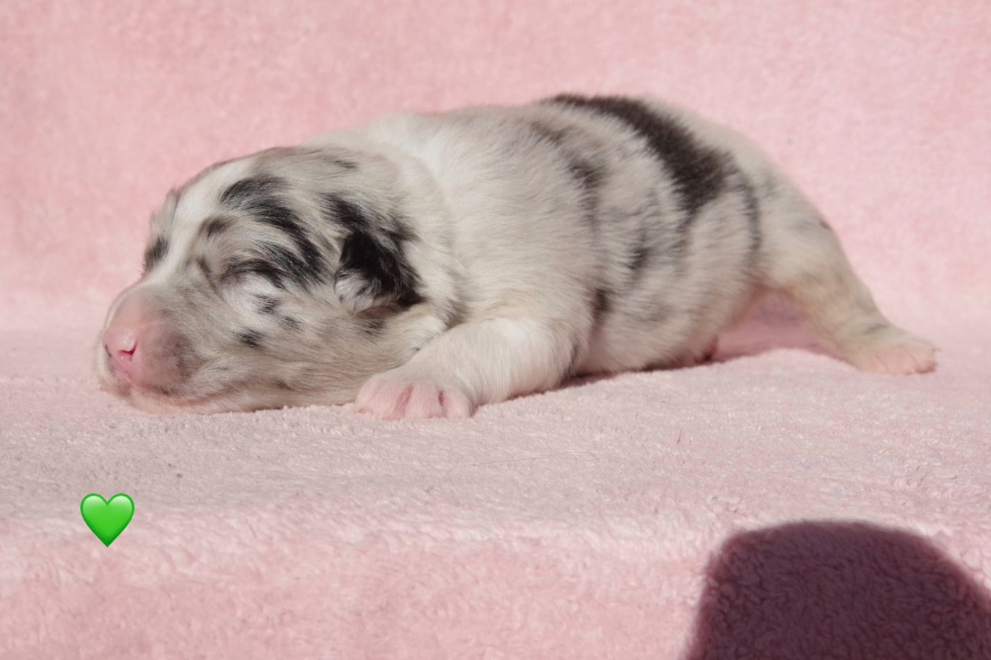 Ad vitam aeternam Aïko