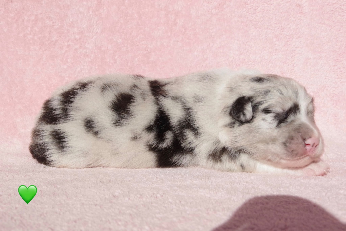 Ad vitam aeternam Aïko