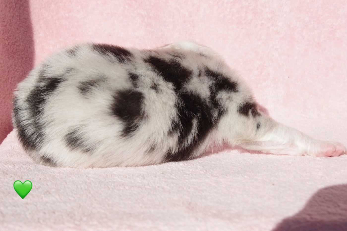 Ad vitam aeternam Aïko