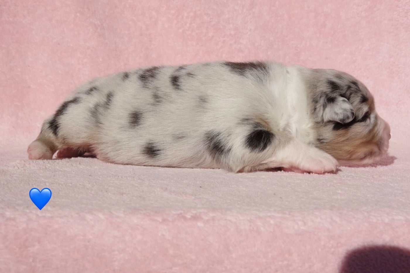 Ad vitam aeternam cookie