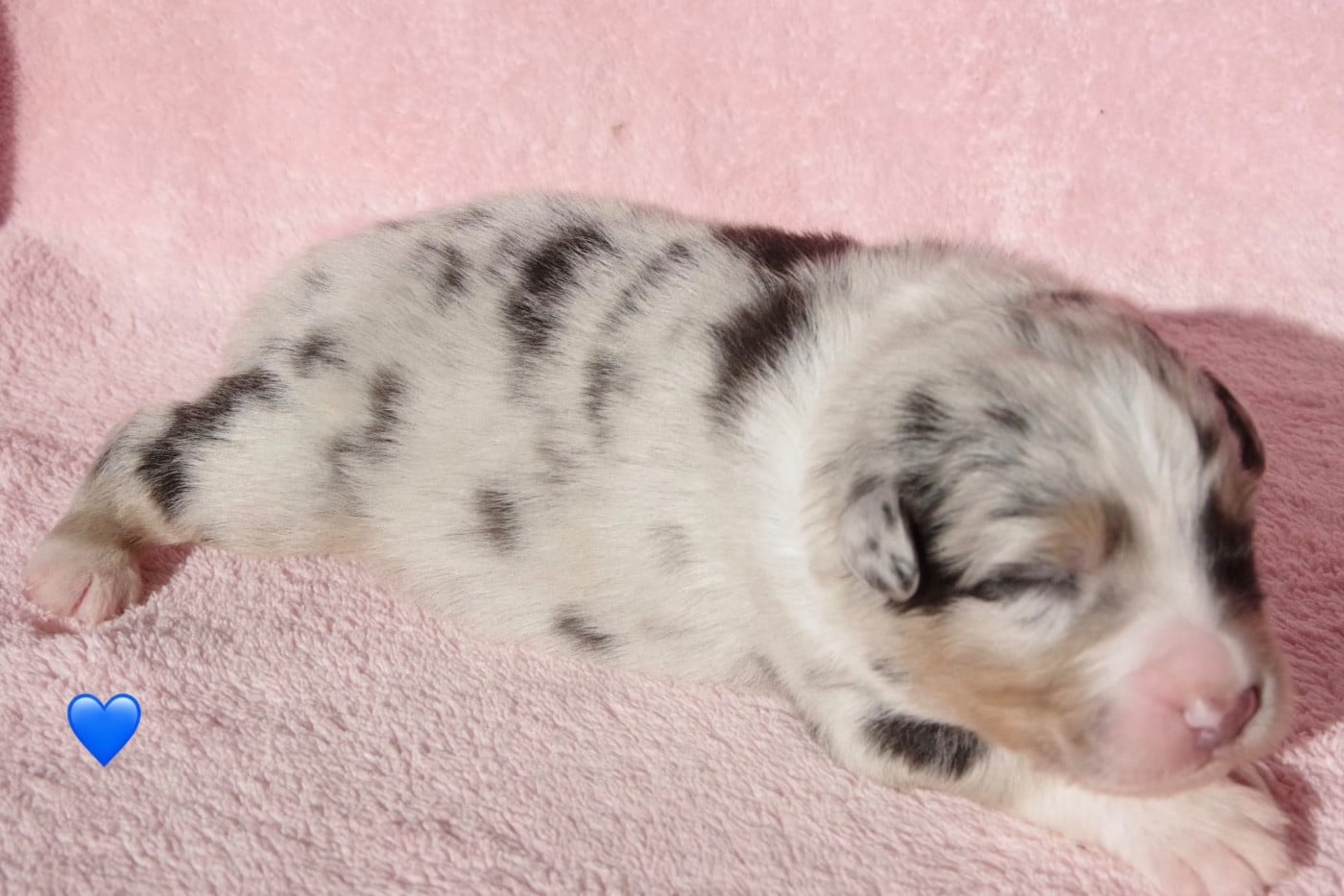 Ad vitam aeternam cookie