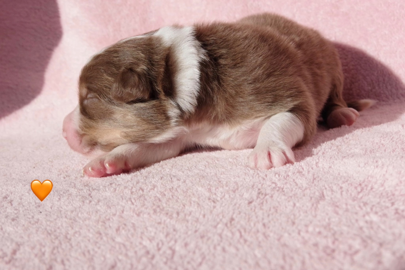 Ad vitam aeternam « Orange »