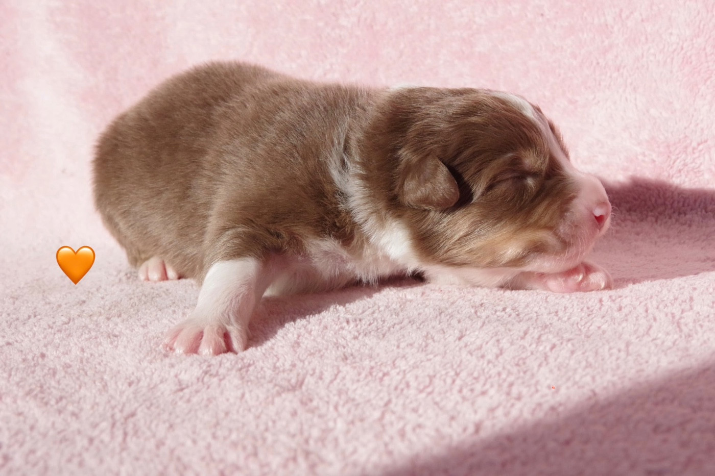 Ad vitam aeternam « Orange »