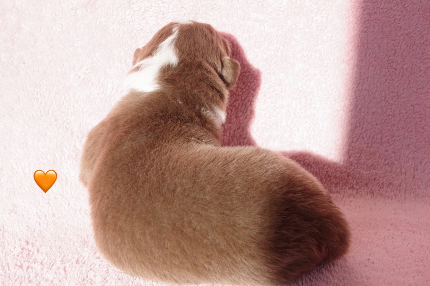 Ad vitam aeternam « Orange »