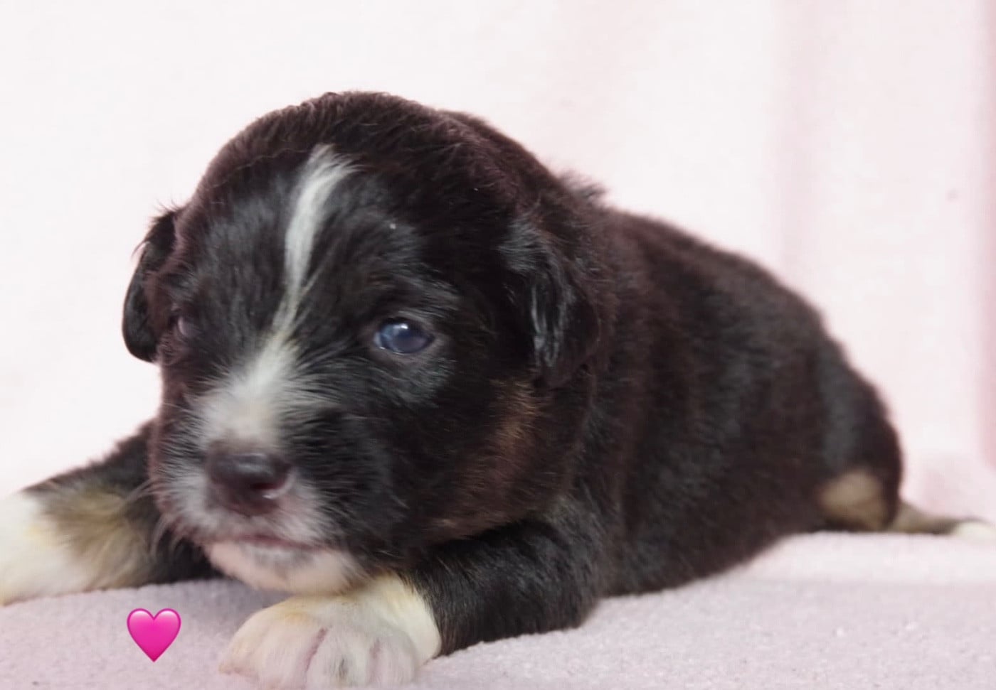 Berger Américain Miniature  - Des Joyaux De Luna