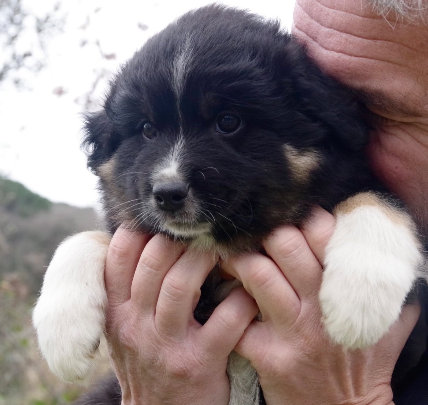 Berger Américain Miniature  - Des Joyaux De Luna