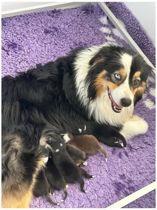 Berger Australien - Des Joyaux De Luna