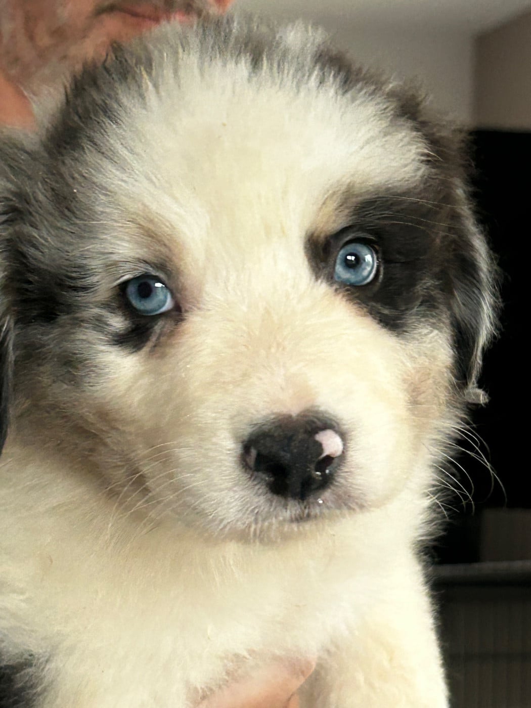Bohemian rhapsody BLEU FONCE