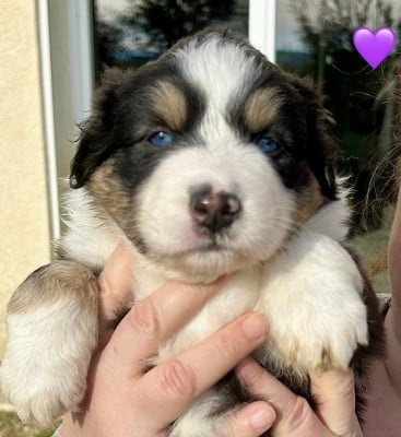 Les chiots de Berger Australien