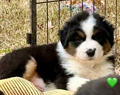 Les chiots de Berger Australien