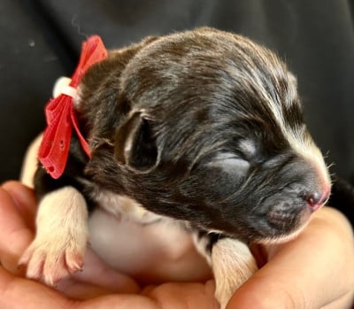 Ad viam aeternam « rose » - Berger Australien