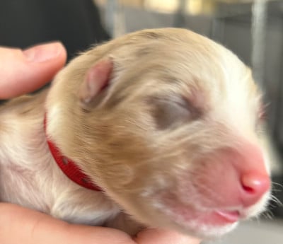 Ad vitam aeternam « rouge » - Berger Australien