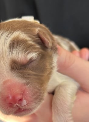 Ad vitam aeternam « jaune » - Berger Australien