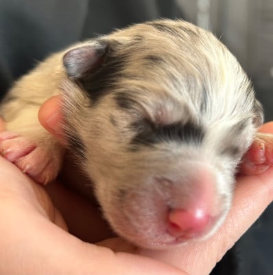 Ad vitam aeternam « vert » - Berger Australien