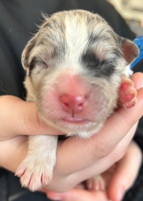 Ad vitam aeternam « bleu » - Berger Australien